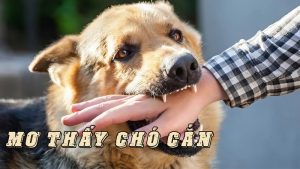 Mơ thấy chó cắn: Những điềm báo và ý nghĩa ẩn sau giấc mơ