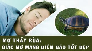 Mơ thấy rùa: Giấc mơ mang điềm báo tốt đẹp